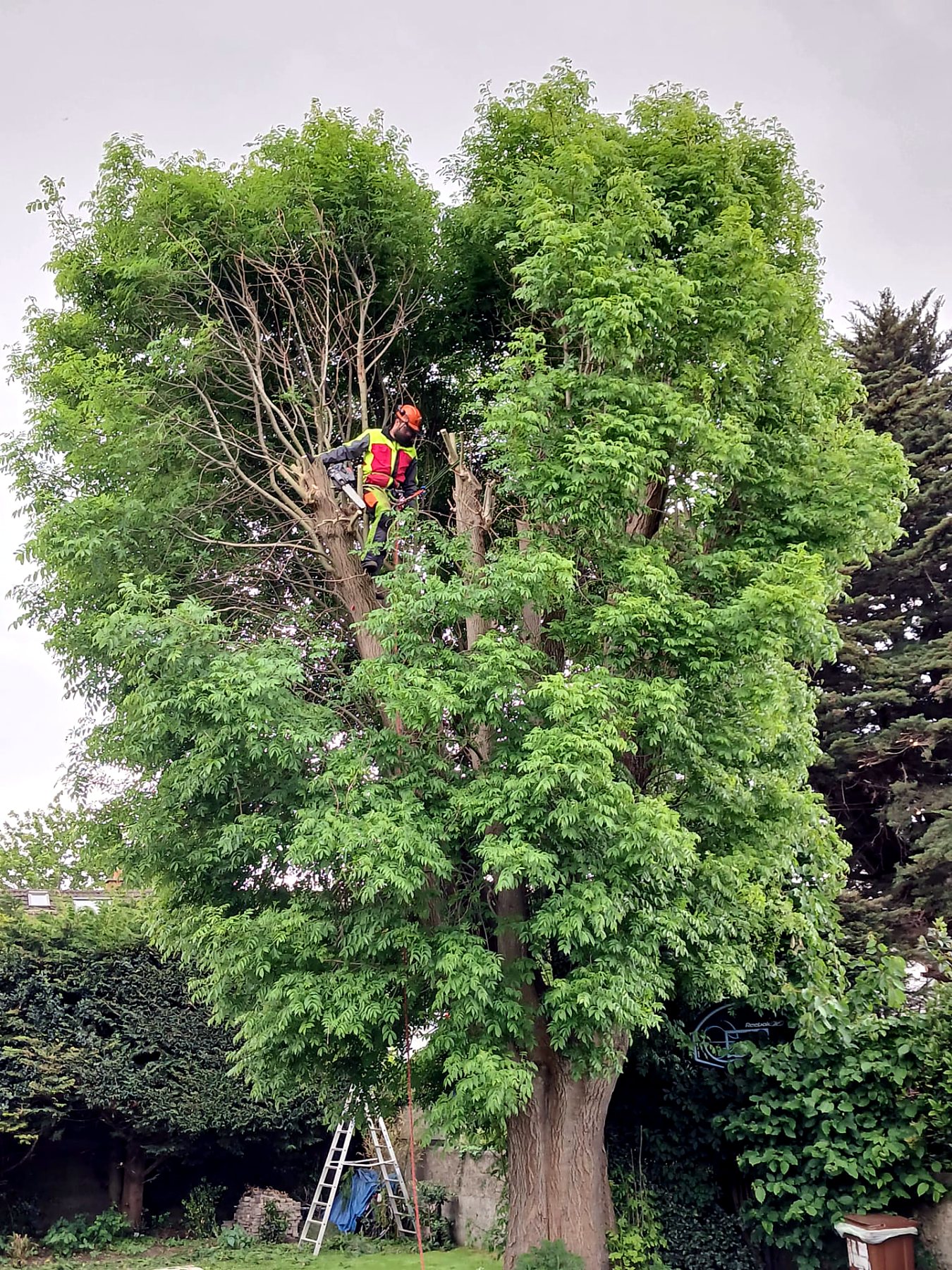Our climber at work in a mature ash tree