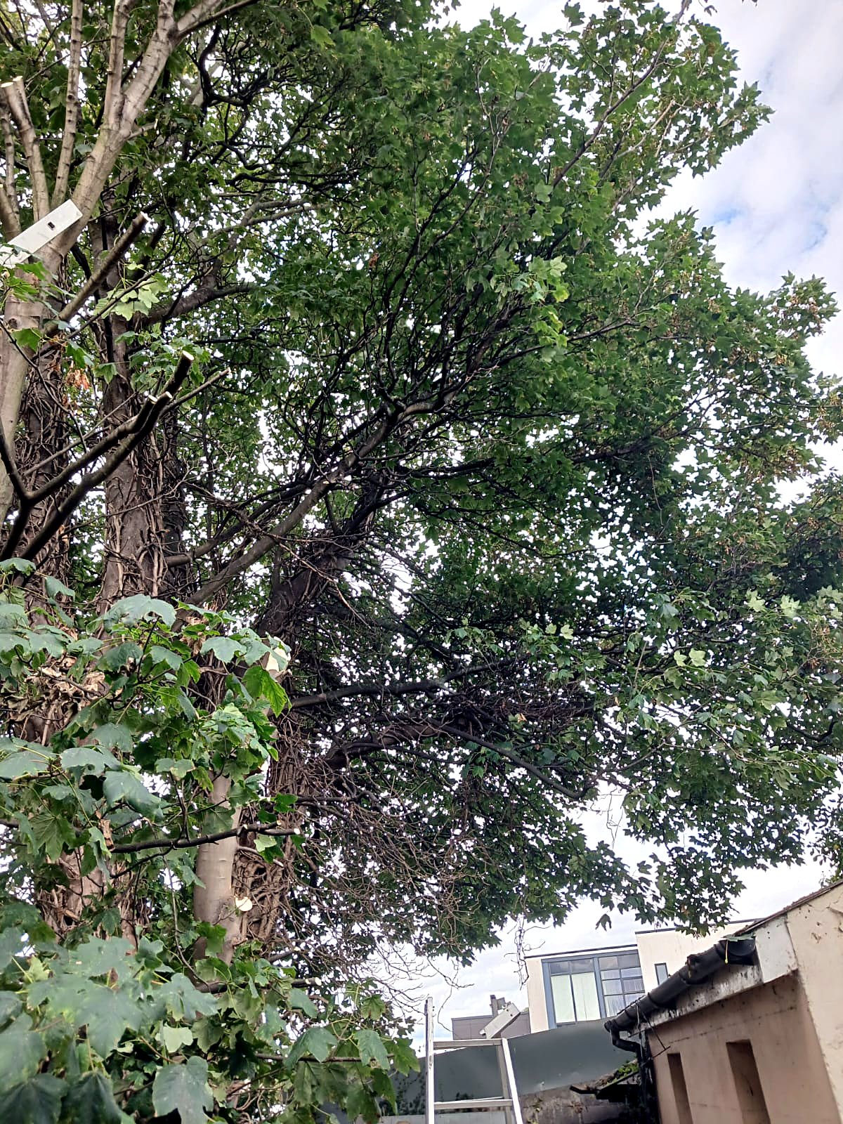 Mature tree crown being thinned and lifted off a shed roof