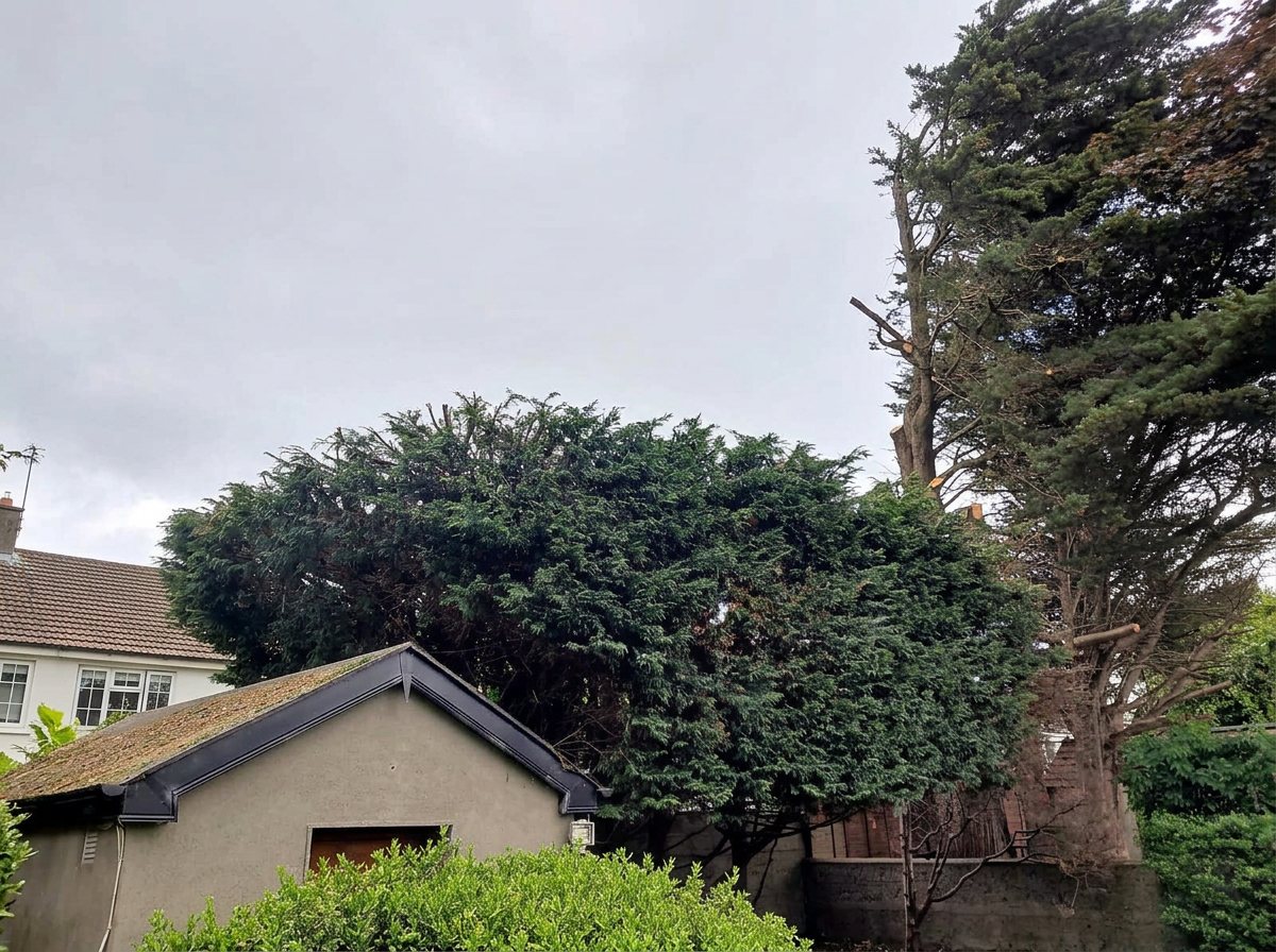 Conifers cut back off the garage — after