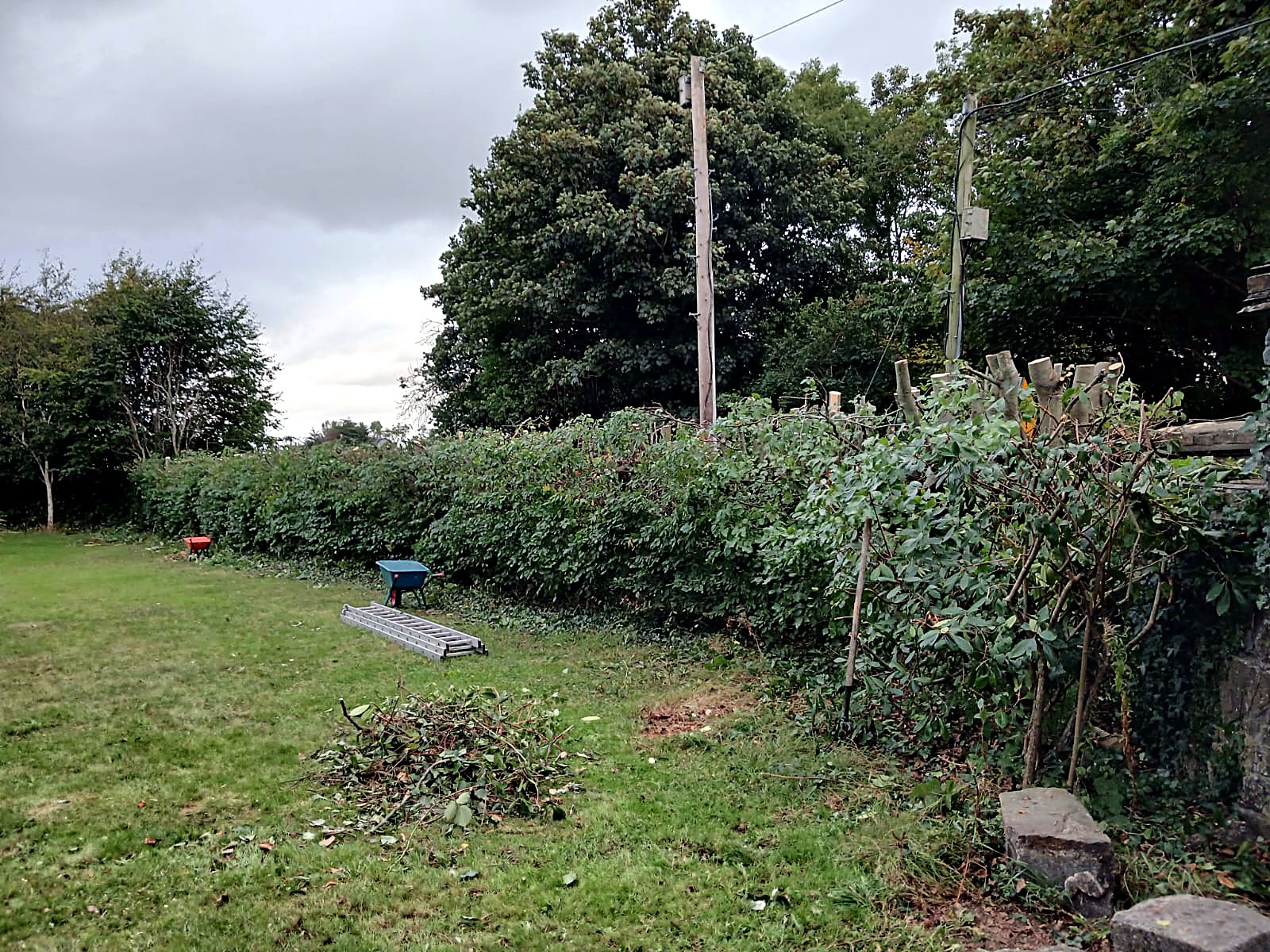 Field hedge reduced — after