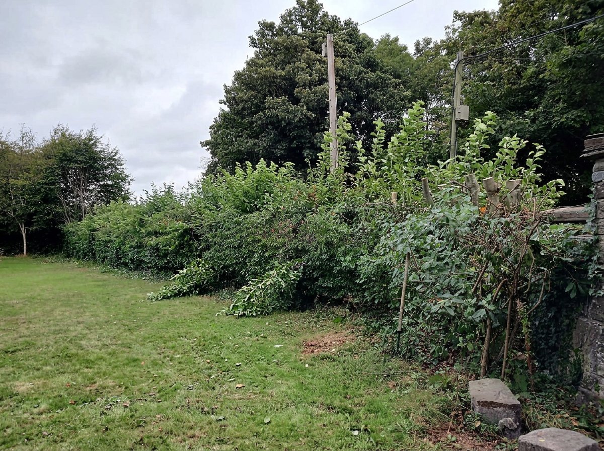 Field hedge reduced — before
