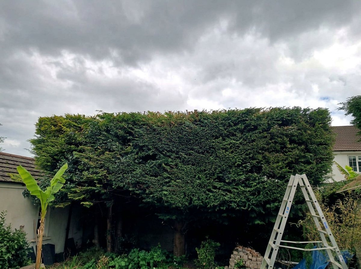 Leylandii hedge reduction — after