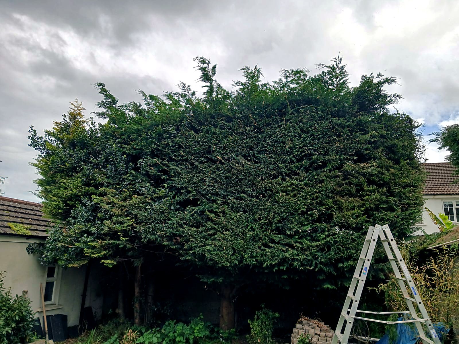 Leylandii hedge reduction — before
