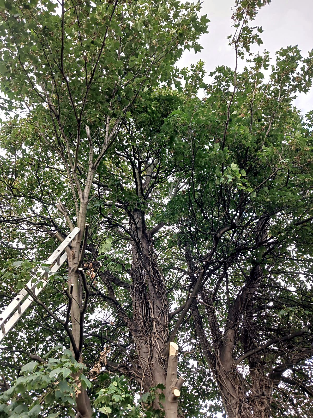 Clean pruning cuts on a mature maple during reduction