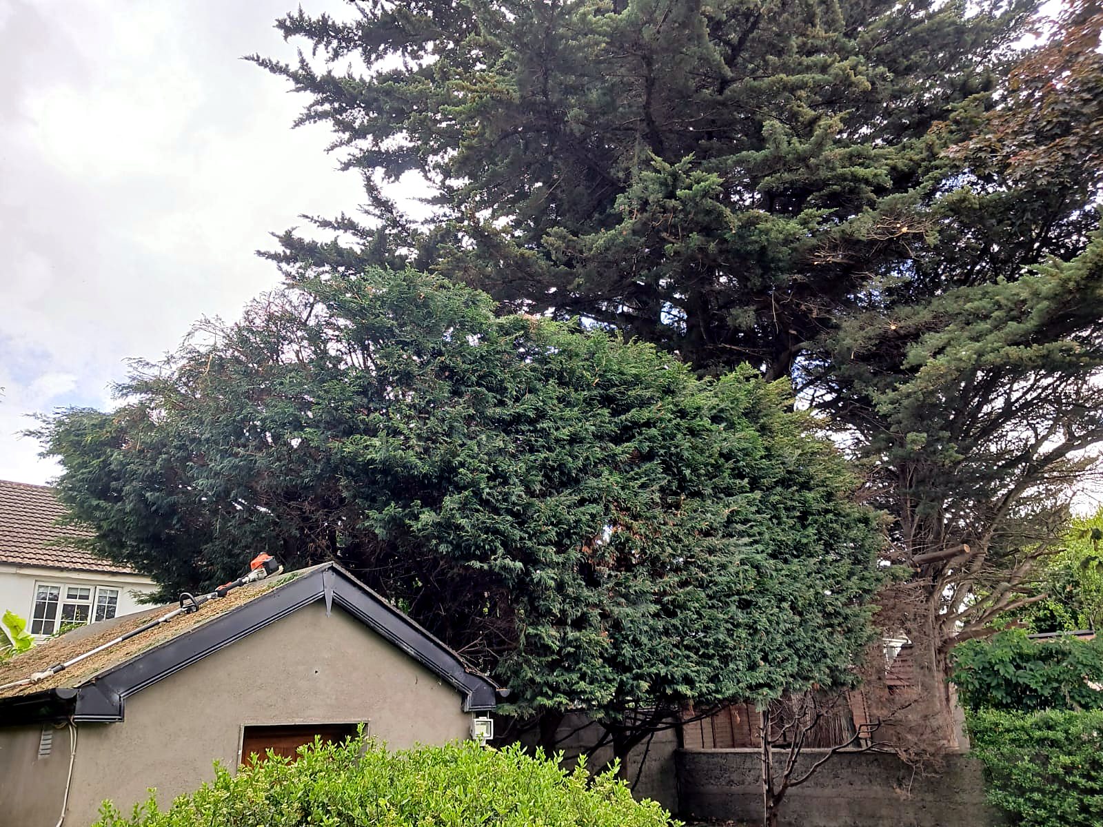 Conifers cut back off the garage — before